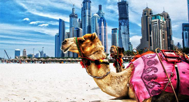 Camel with the Dubai Marina skyline behind it